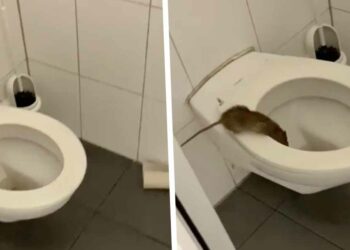 VIDEO: Deze video wil je absoluut niet bekijken als je op het toilet zit