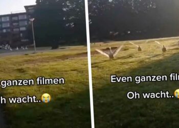 ANGSTAANJAGEND: Man blijft kalm filmen terwijl hij wordt aangevallen door een zwerm boze zwanen