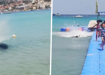 VIDEO: Vakantiegangers in paniek op Malta door mysterieus zeewezen