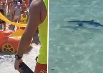 BIZARRE BEELDEN: Haaien vallen onschuldige badgasten aan op Mallorca