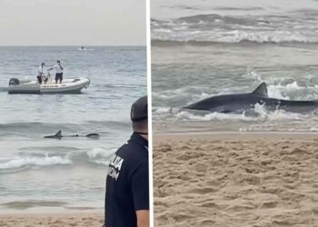 HEFTIGE BEELDEN: Badgasten rennen voor hun leven nadat gigantische haai opduikt op Benidorm