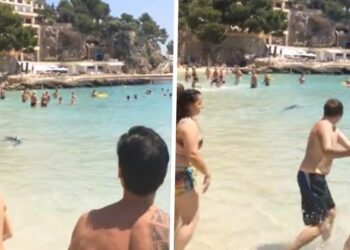 SCHOKKENDE BEELDEN: Paniek onder badgasten terwijl ze met kinderen rennen voor hun leven voor gevaarlijke haai op Mallorca!