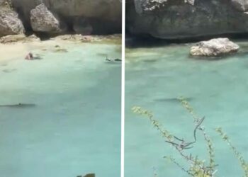 VIDEO: Nederlanders leggen angstaanjagende haaienontmoeting vast op een strand op Curaçao