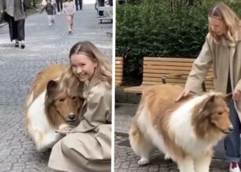 VIDEO: Japanse man geeft 2 miljoen yen uit om een hond te worden