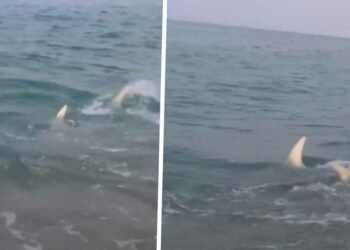 VIDEO: Opnieuw is het raak: mega haai laat zich zien aan de kust van Mallorca