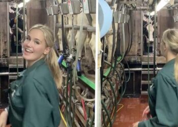 VIDEO: Boerin Roos wordt ook op ook zondag gemolken