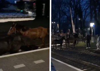 VIDEO: Paarden vervangen de treinen op het spoor in Veenendaal