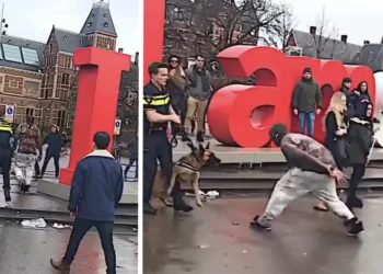 VIDEO: Man daagt politiehond uit in Amsterdam en krijgt verdiende loon