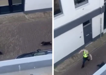 VIDEO: Boa heeft haar dag niet en rent voor haar leven om klein hondje