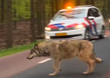 BIZAR: Drentse boer verliest tientallen schapen in één week aan dodelijke wolf