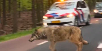 BIZAR: Drentse boer verliest tientallen schapen in één week aan dodelijke wolf