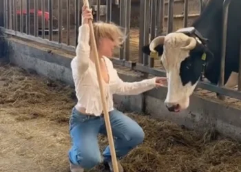 VIDEO: Boerin Kelly laat TikTok trillen met een dansje in de stal