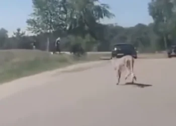VIDEO: Twee volwassen en kind verlaten auto bij leeuwen in Beekse Bergen (geen goed plan)
